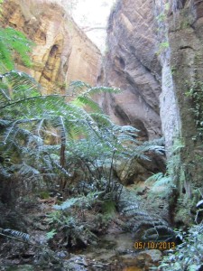 My favourite! See those ferns - they are rare King Ferns, their fronds held up by water pressure, like a fireman's hose.