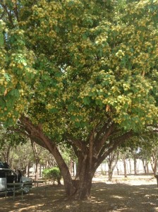 Lunchbreak under this beautiful tree outside Clermont.