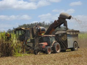 Cane harvester - up close and personal.