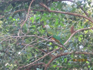 Wompoo Fruit Dove. We were indeed excited and so fortunate to see these fairly reclusive birds.