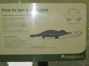 How to see a platypus - instructions just for me!