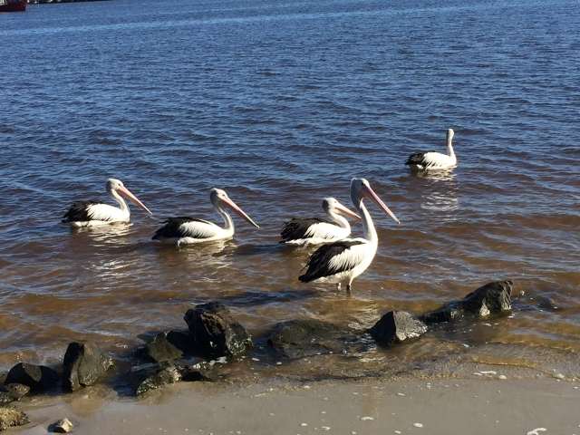 Yeah. OK I think pelicans are amazing birds. I love them.
