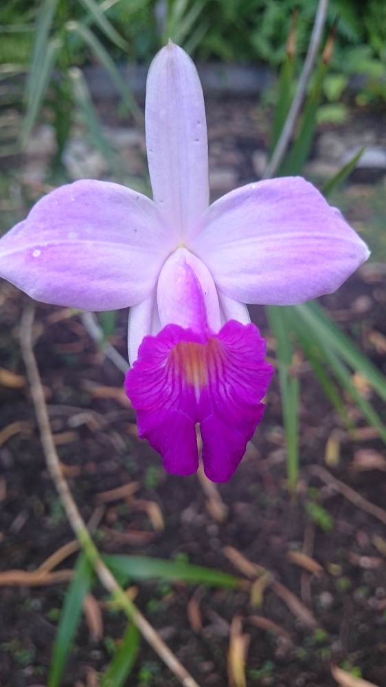 Queensland's floral emblem - the Cooktown Orchid. 