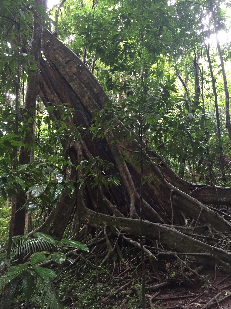 Spectacular, and very old, trees along the Mossman Gorge walk.