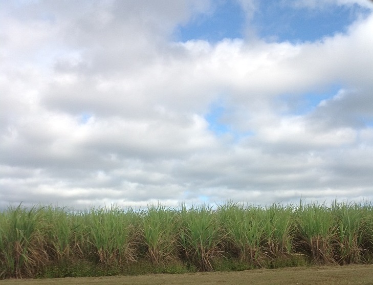 Mile after mile of canefields.