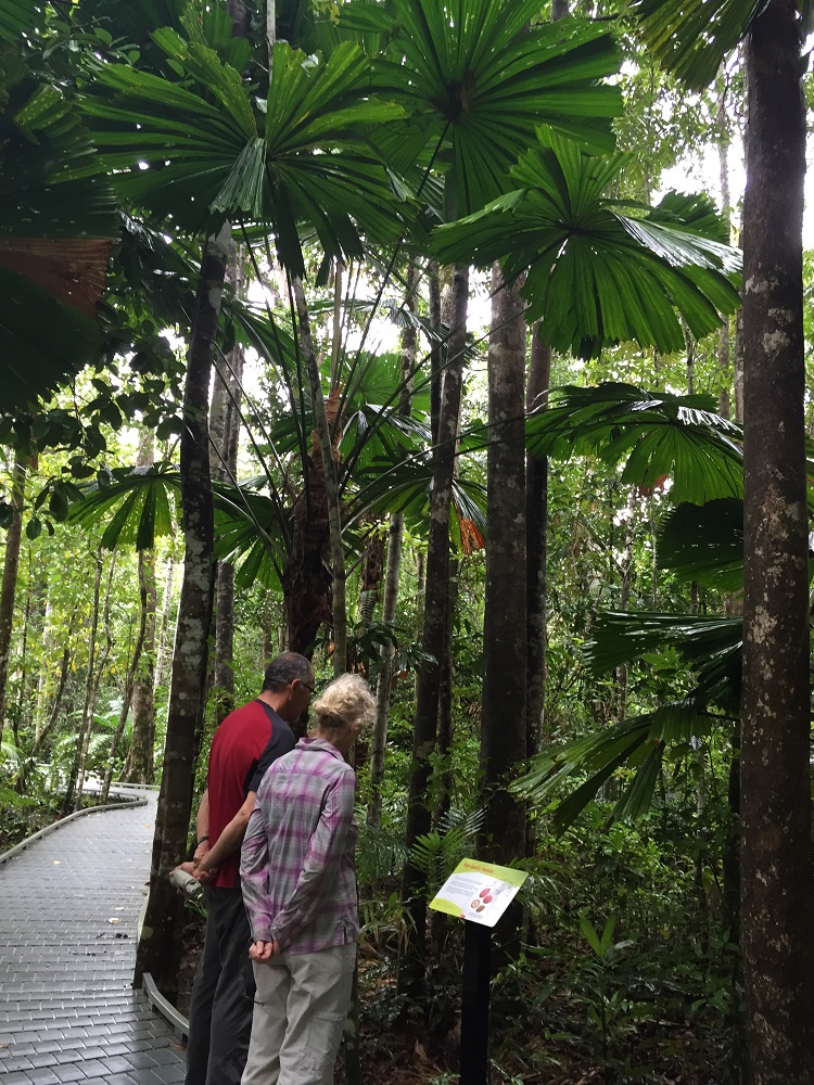 Sheltered from above by the fan palm. Excellent boardwalk with lots of informational signage.
