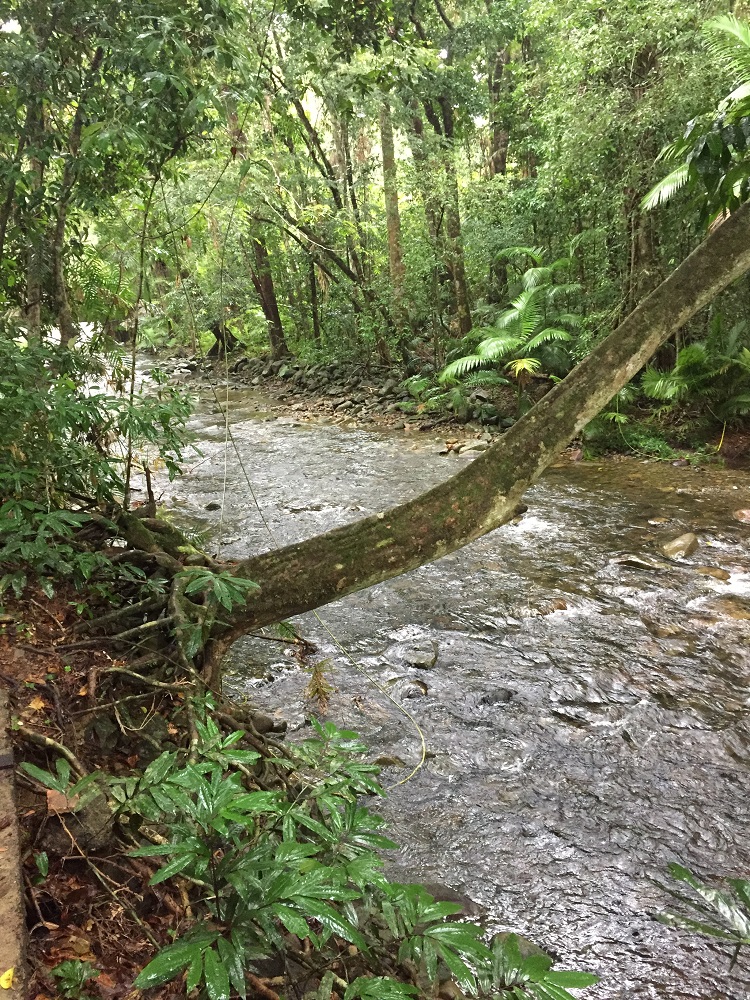 Rainforest with Oliver Creek flowing through.
