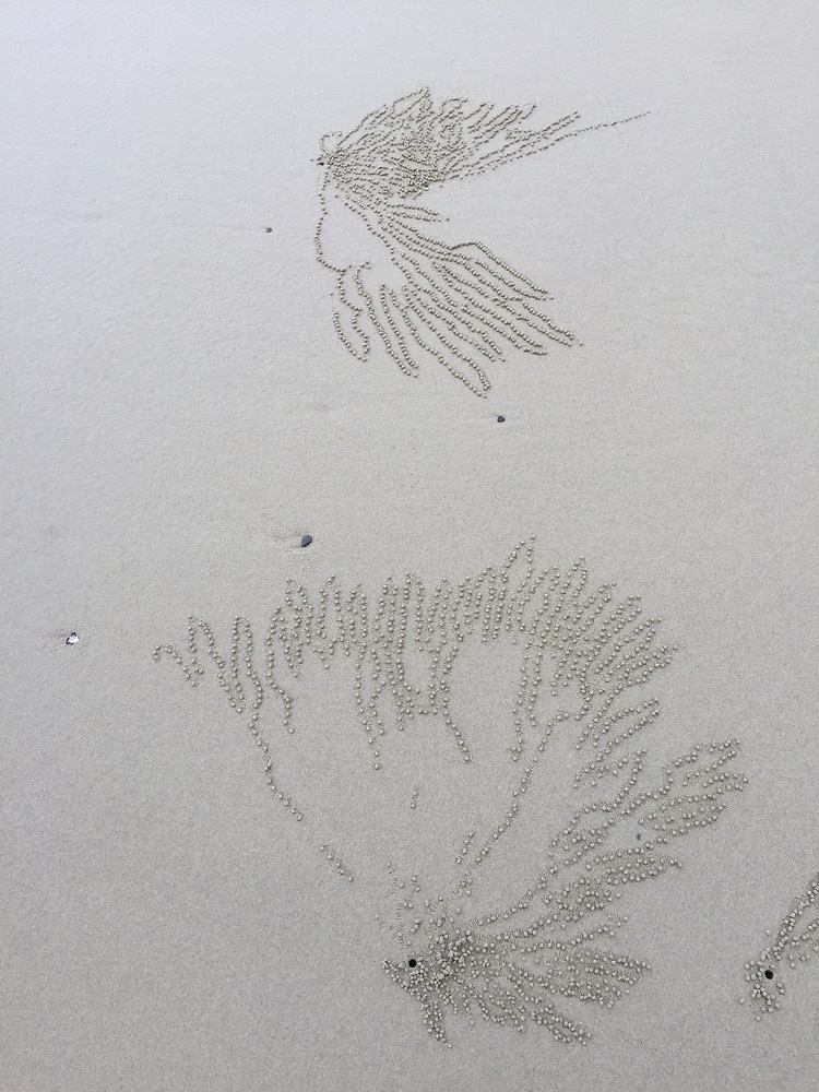 The tiny sand crabs are very artistic up here on Noahs Beach. What do you think they look like?