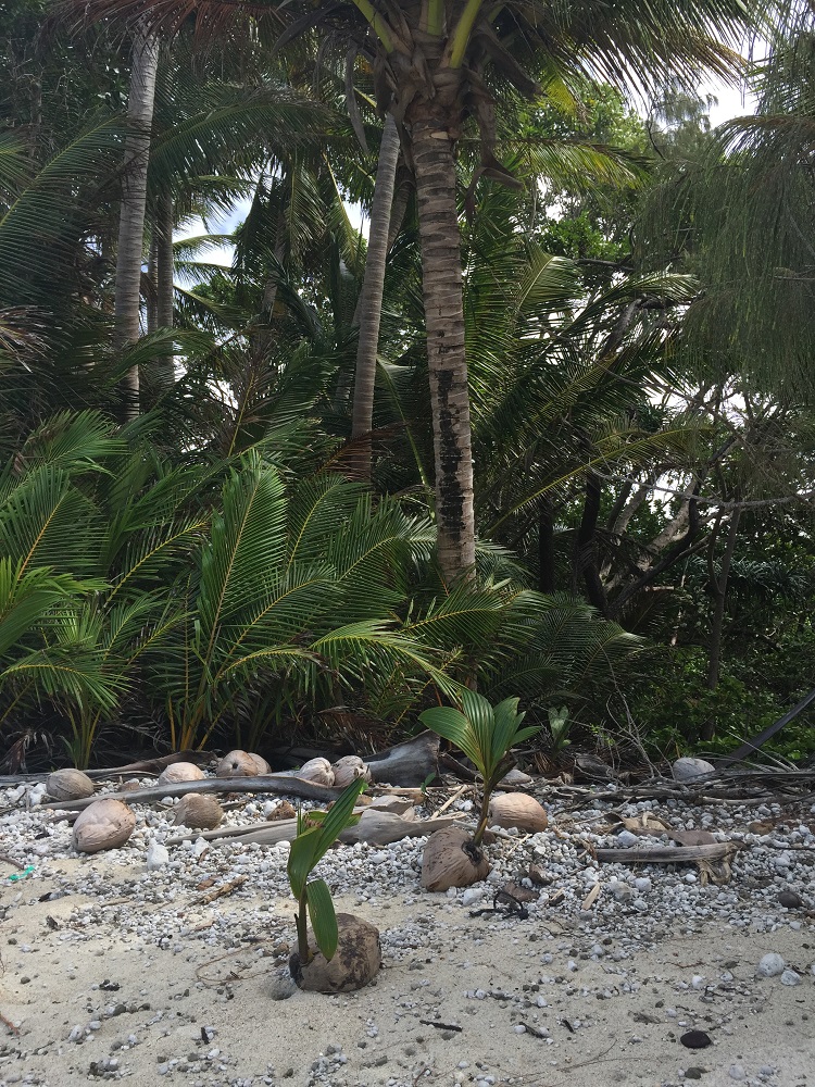 Coconut palms, expanding their domain. Chilli Beach