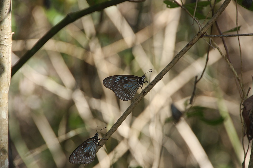 Blue tiger butterflies. There were clouds of these pretty butterflies surrounding us on our walk.