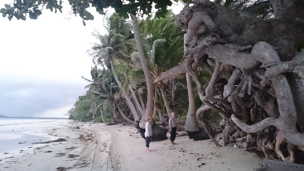 We were amazed at the size of this root system. Chilli Beach