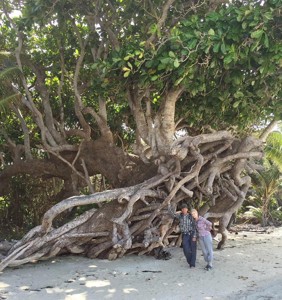 Mangrove and its exposed root system. Ric and Gill, Chilli Beach