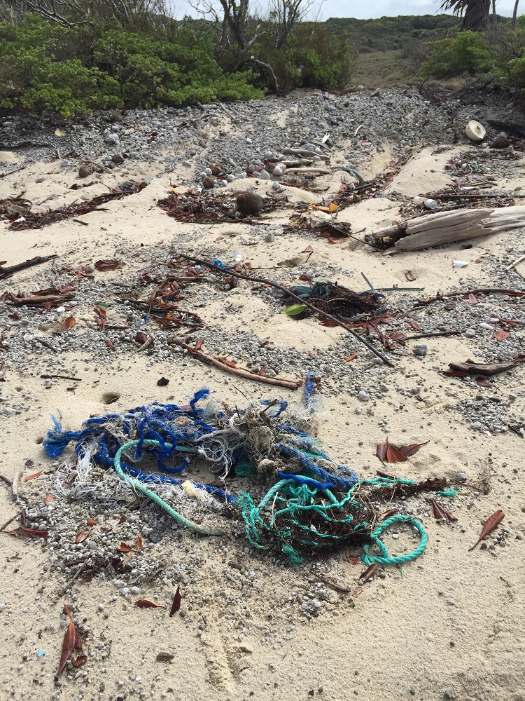 Ghost nets tangle fish and turtles, condemning them to a slow death.
