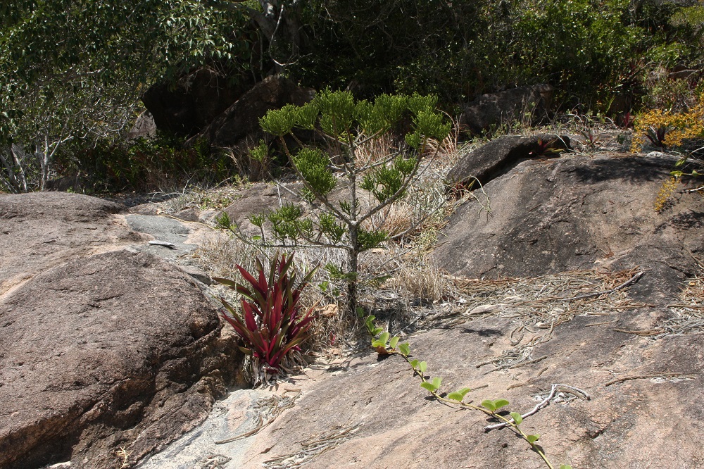 Photo taken in admiration of the indomitable spirit of this hoop pine, striving to thrive in these rocks.