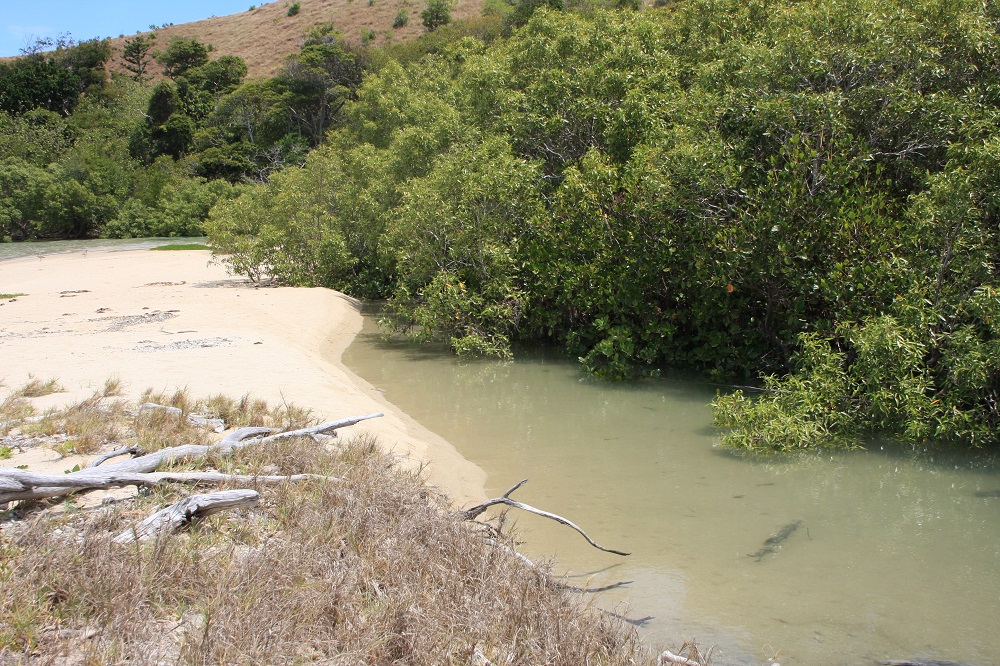 The tidal lagoon which created the mangrove swamp behind the beach.