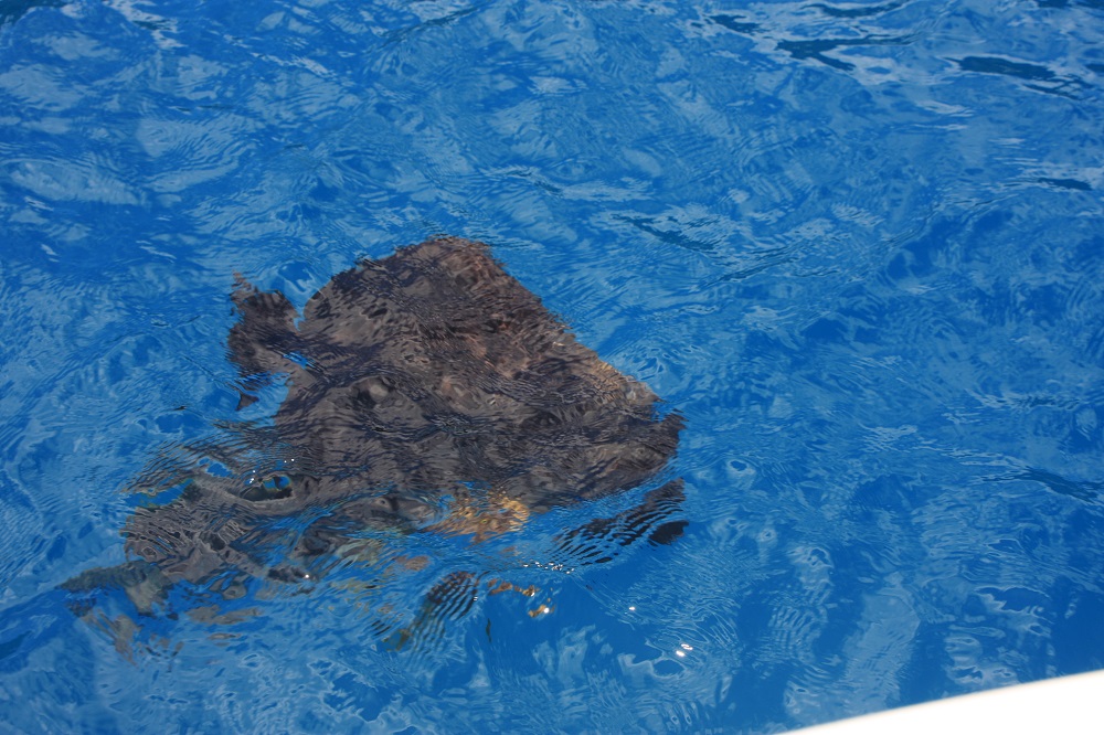 Dreadful photo, but you can see the size of the fish that were swimming around our boat at Blue Pearl Bay, Hayman Is.