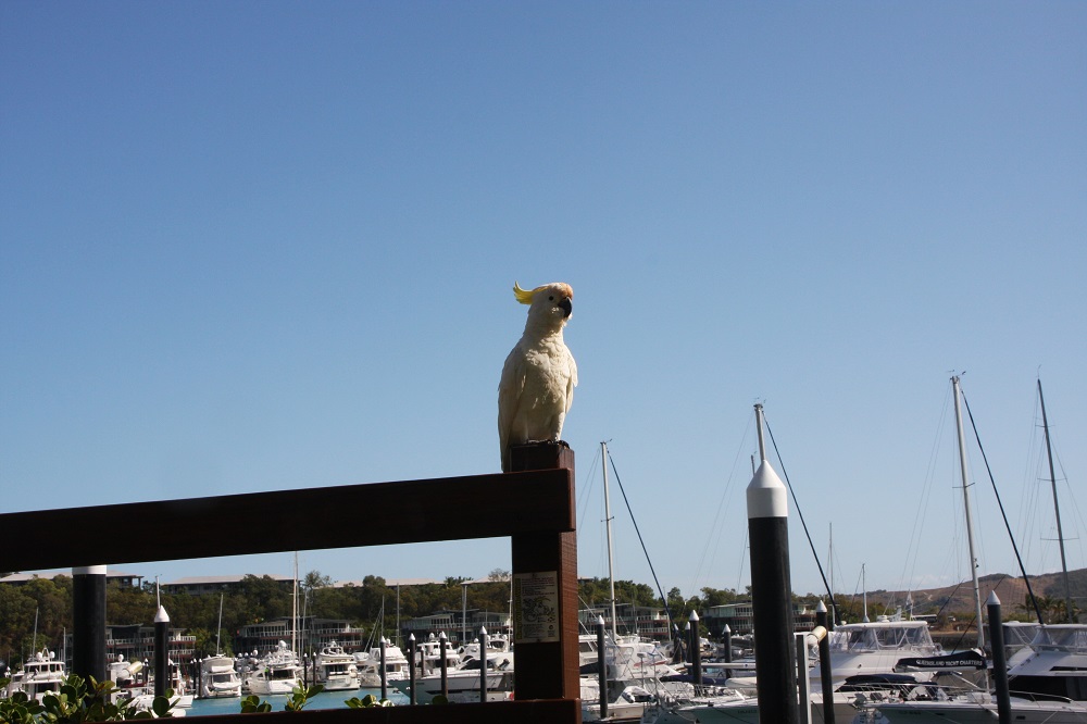Cockatoo, guarding the marina.