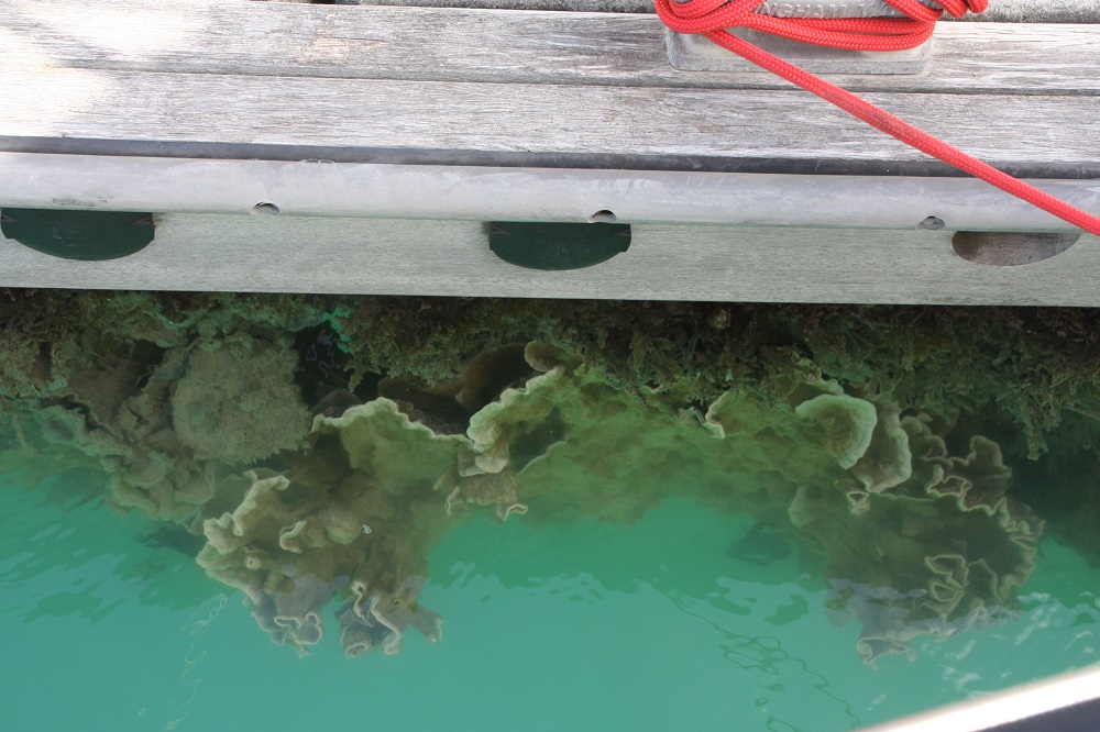 Corals growing on the pontoon, right beside the boat.
