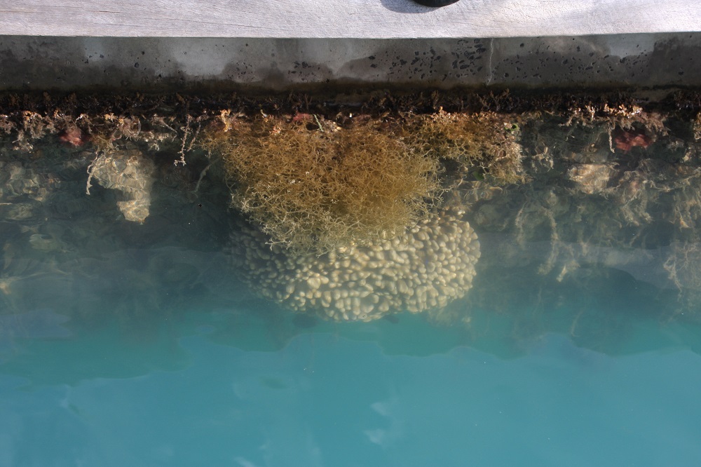 More soft corals on the pontoon.