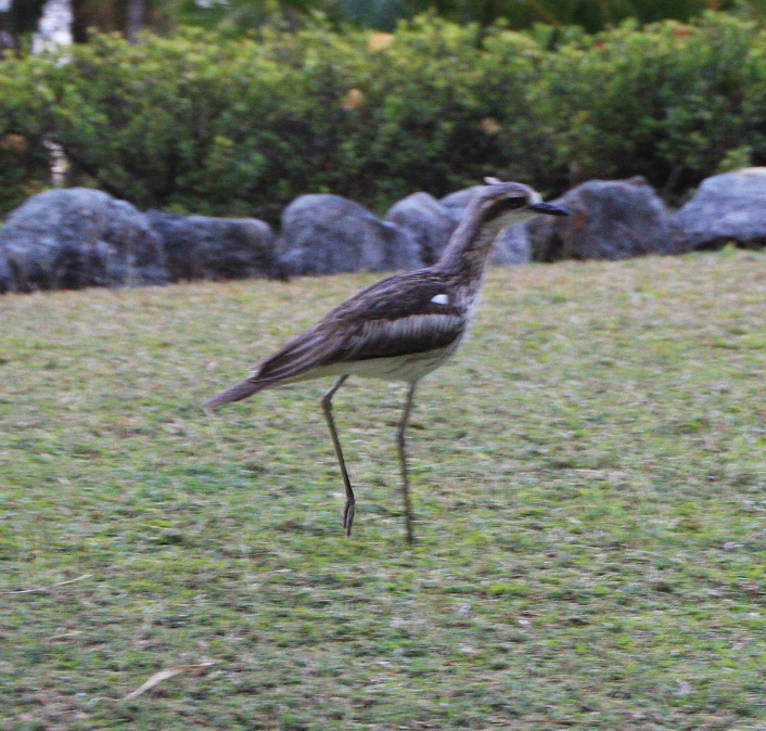 The call of these curlews, right outside our apartment, was quite eerie at night.