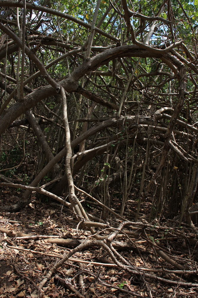 Mangrove swamp behind the beach.