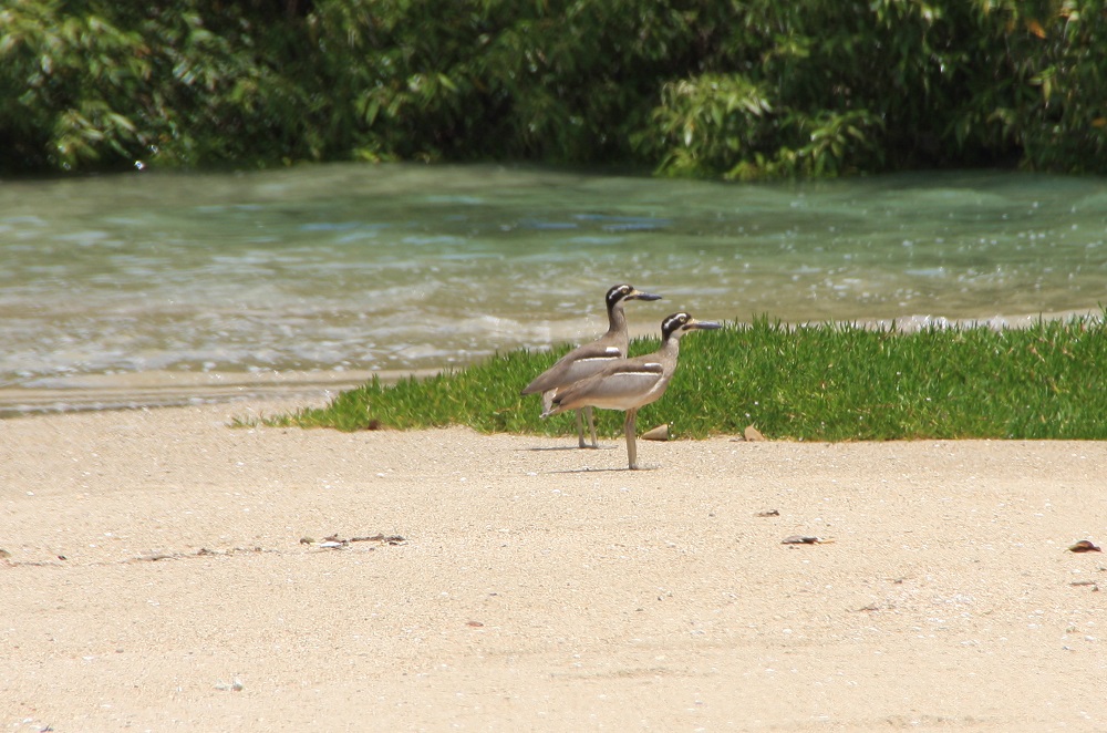 A pair of beach stone curlews.
