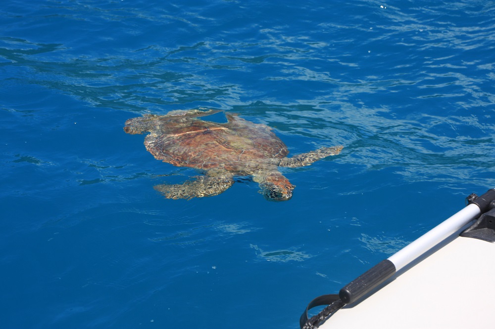 Turtles came to meet us, and farewell us, at every anchorage. I think they've formed a volunteer welcoming committee.