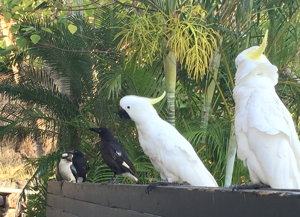 Here we have a kookaburra, two currawongs and two sulfur crested cockatoos. Unfortunately, because tourists feed them from their meals they have become quite a pest. 