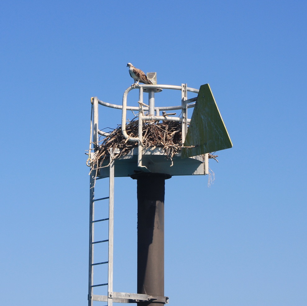A sea eagle and her nest on the starboard beacon coming in to Macona. We could see at least 2 chicks.