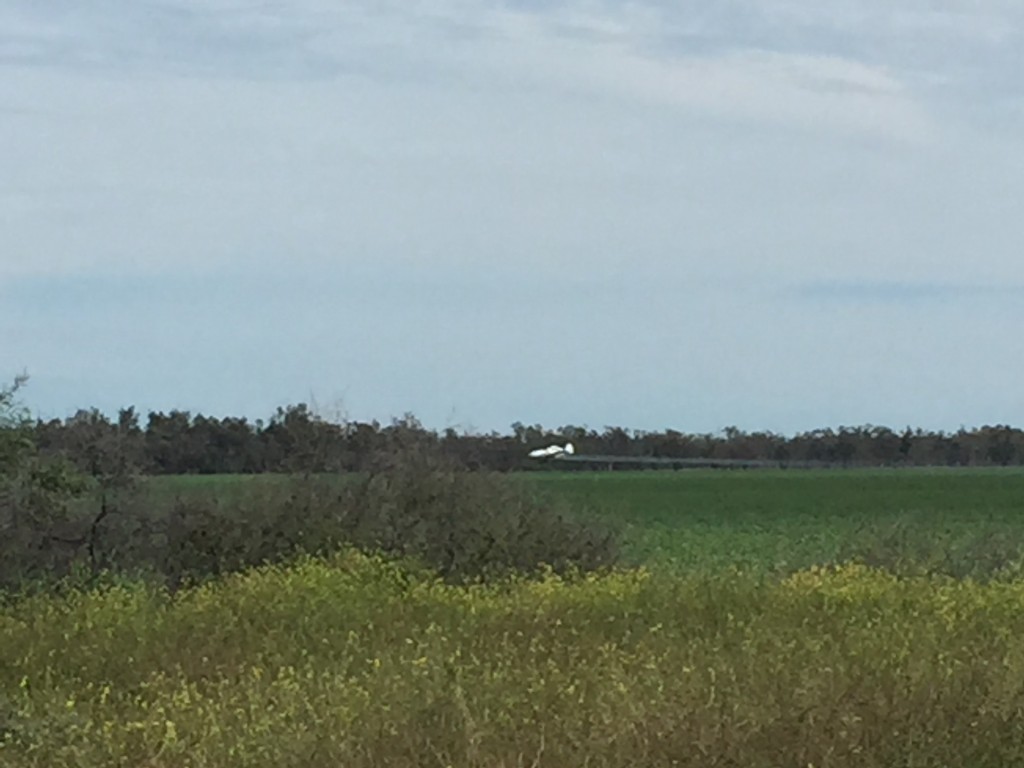 Crop duster, spraying the wheat crop just outside Collarenabri.