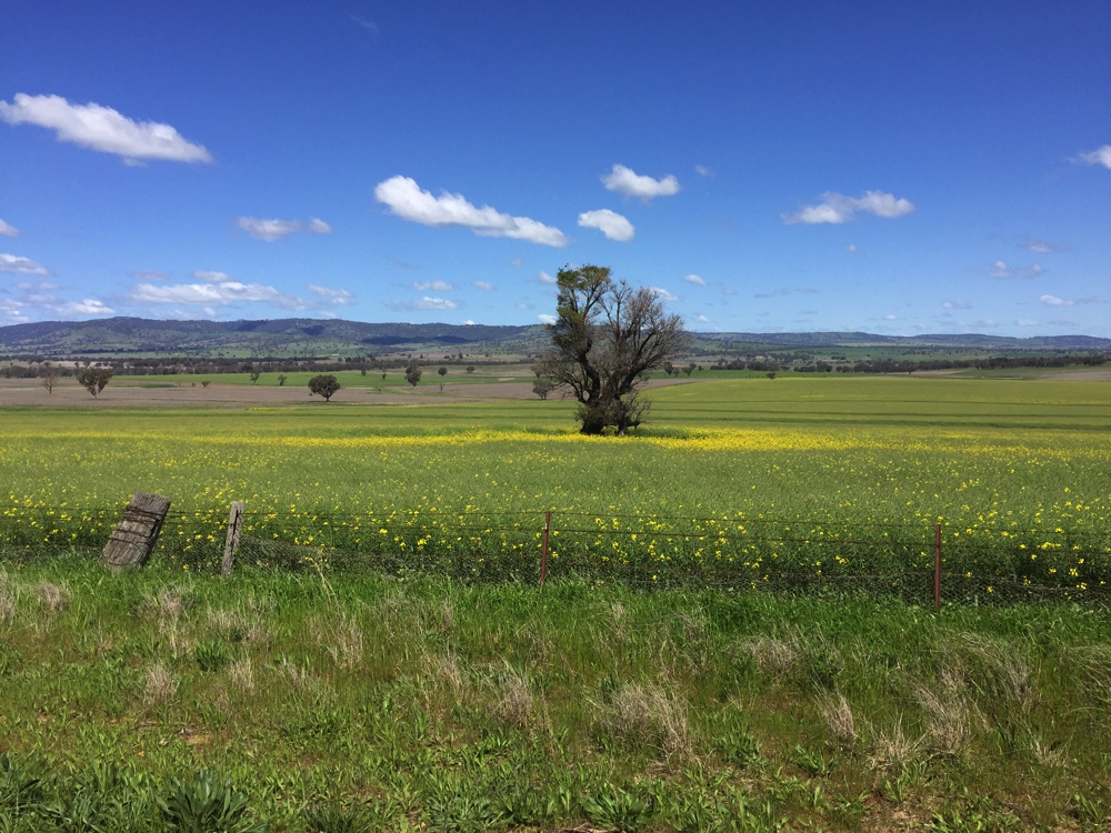Beautiful countryside we passed in the Coolah district.