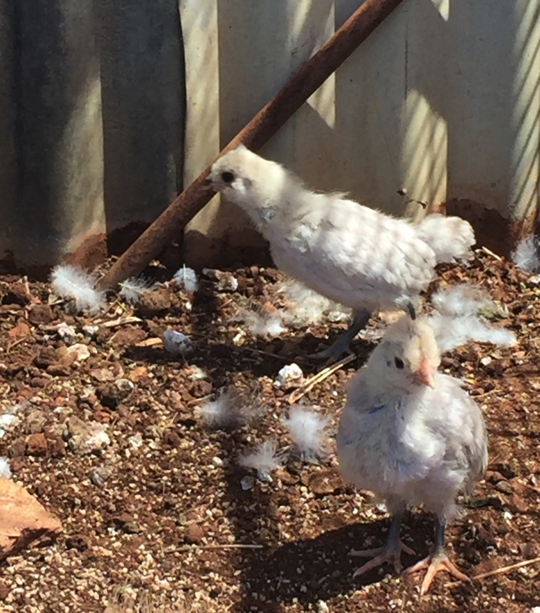 Araucana chicks. You can see as they lose their down their feathers are coming in as a pale lavender. These chicks will one day lay eggs that are either blue or green shelled.