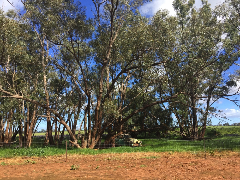 One of several campsites. The old car there was what Keith learnt to drive on, many years ago. Yarran Farm