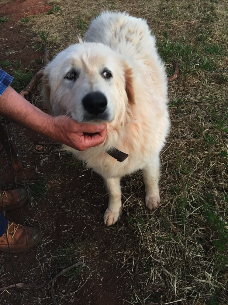 One of the two Maremma dogs used to guard the angora goats at Yarran Farm.