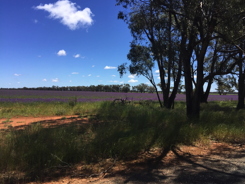 Fields of purple! This is Patersons Curse flowering. Generally considered a weed, though Keith assures me beekeepers love it for their bees.