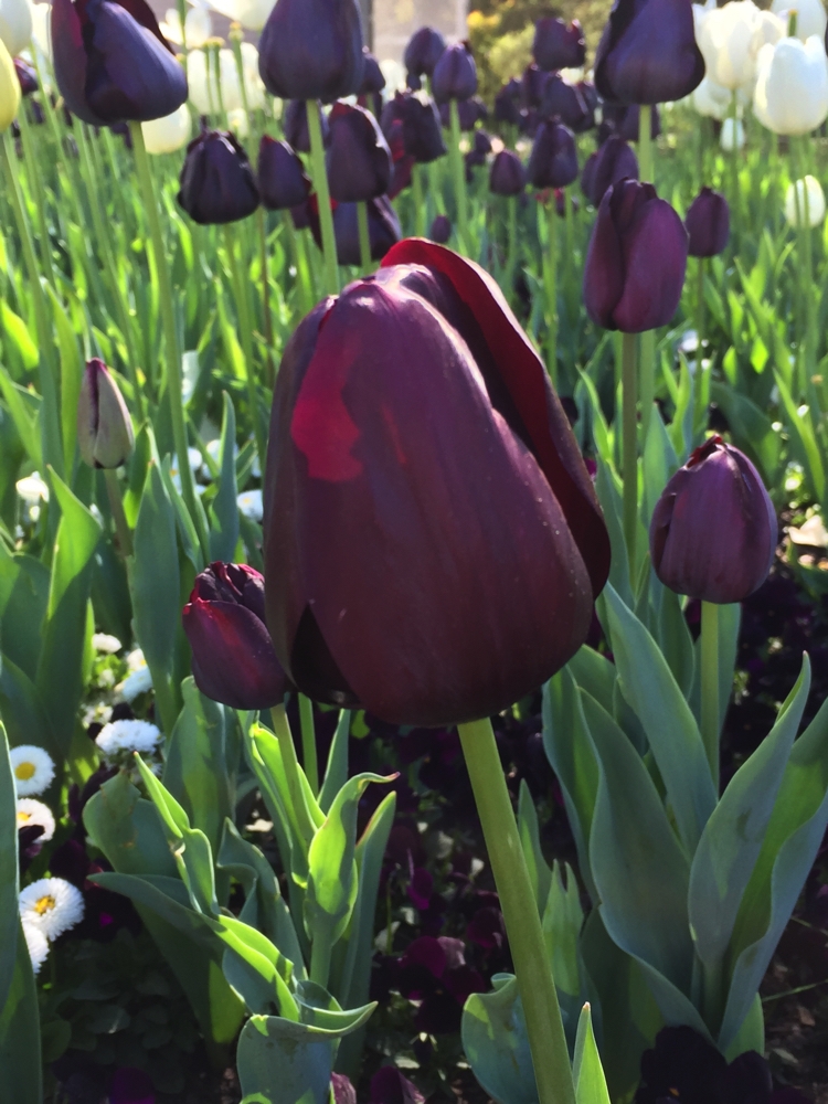 These tulips were such a deep purple they were nearly black.