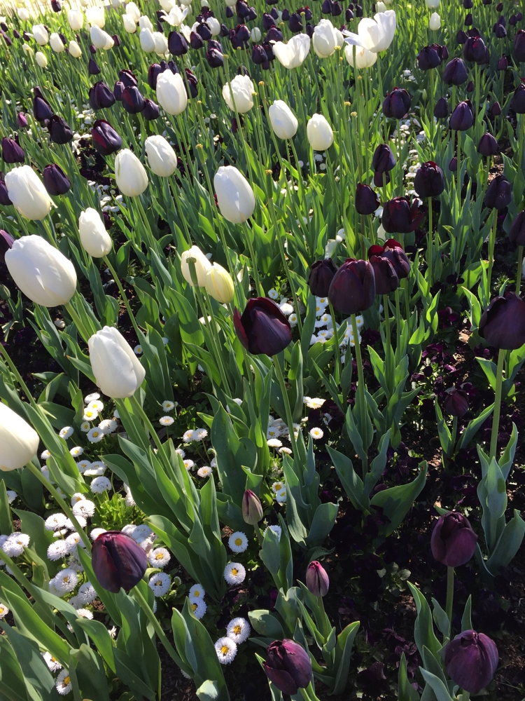 The patterns created by the tulips was supported by underplanting of similarly coloured flowers.