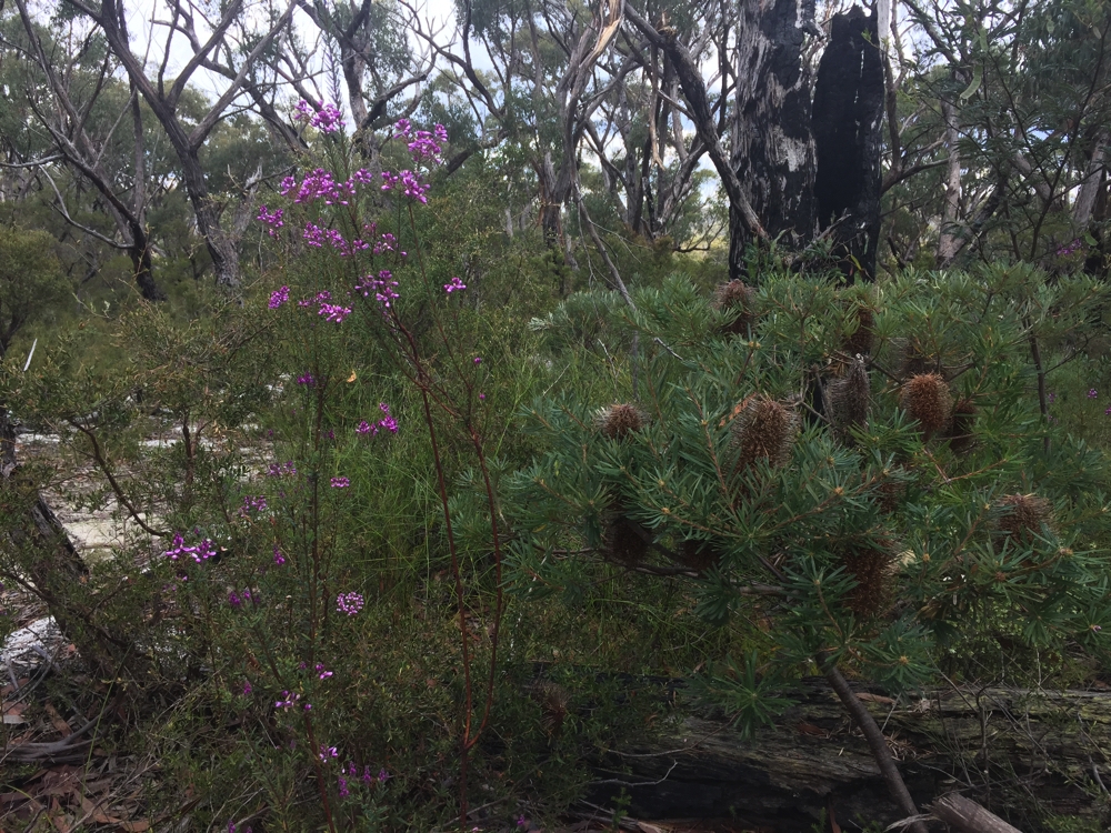 Banksias and wildflowers blooming on our walk to Duffer Falls.