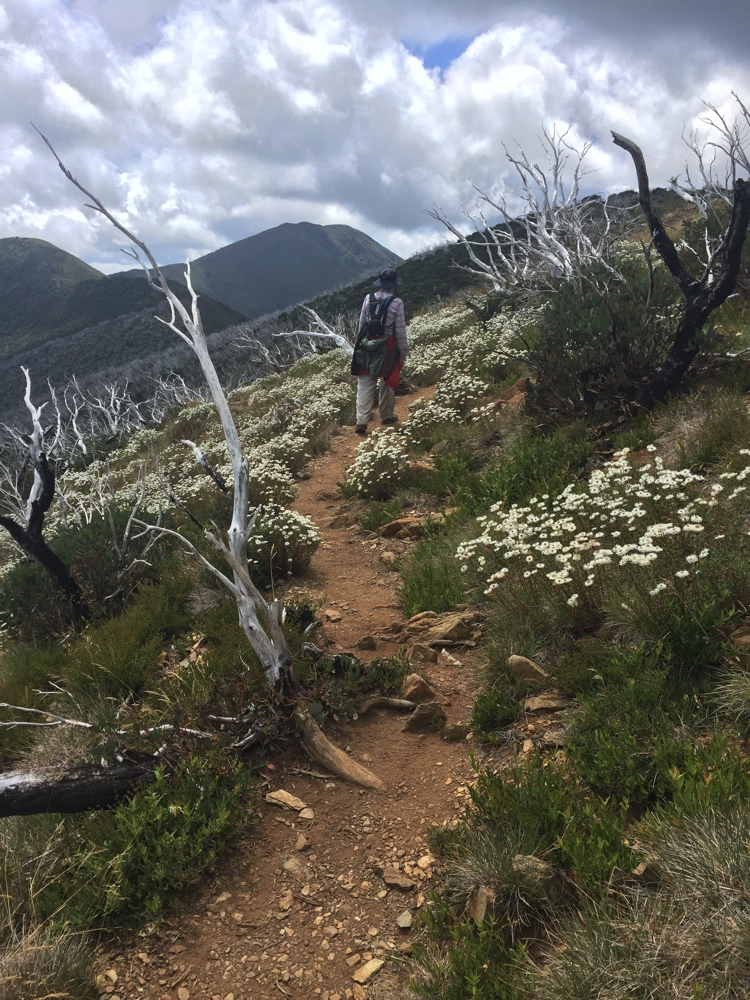 Gill, enjoying the flowers with Mt Feathertop in her sights.