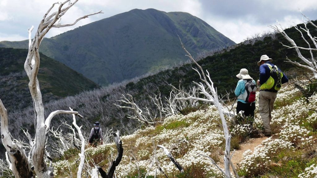Such a beautiful section of the walk, with Feathertop in the background.