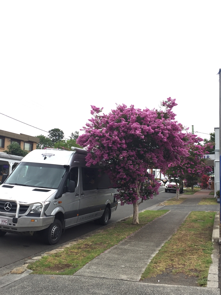 Had a quick walk around Jamberoo, a small town outside Kiama. The crepe myrtles flowering in the main street were beautiful.