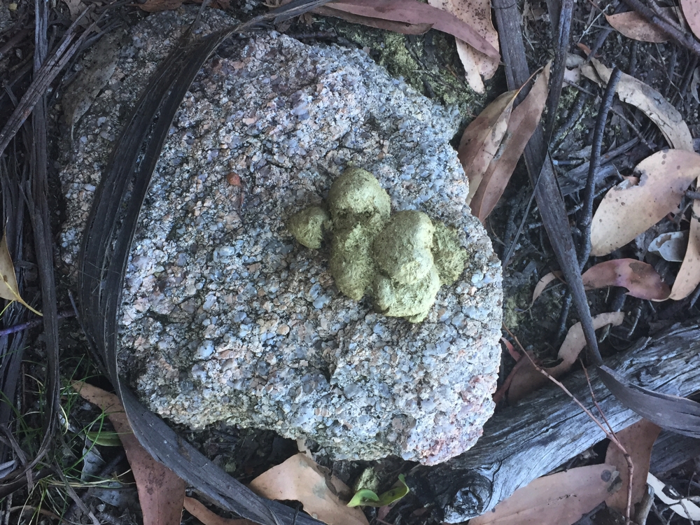 Factoid of the day: Wombats pass cube shaped poos, and they deposit them on rocks or stumps, somewhere prominent. Most of the paths around here have evidence of their passing by every few metres.