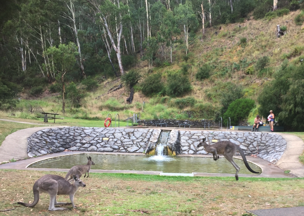 We weren't the only family at the thermal pool.