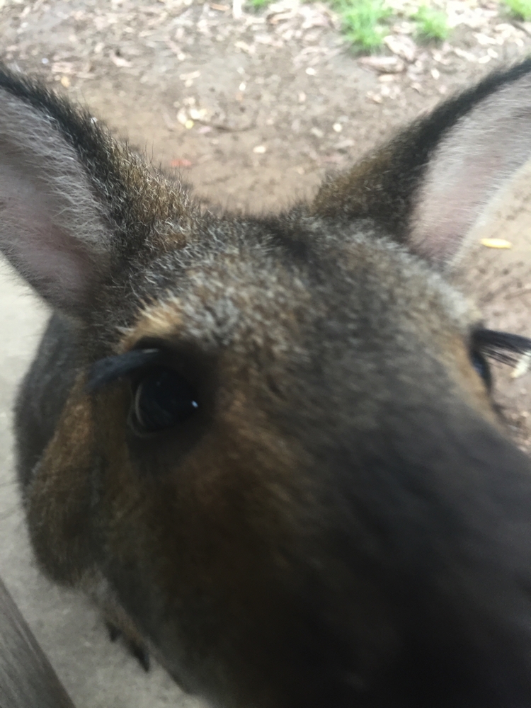 The roos at Bangalow Campground were very inquisitive.