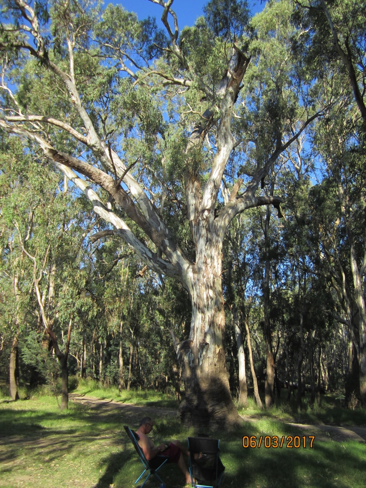 The tree beside our campsite - that was home to a koala.