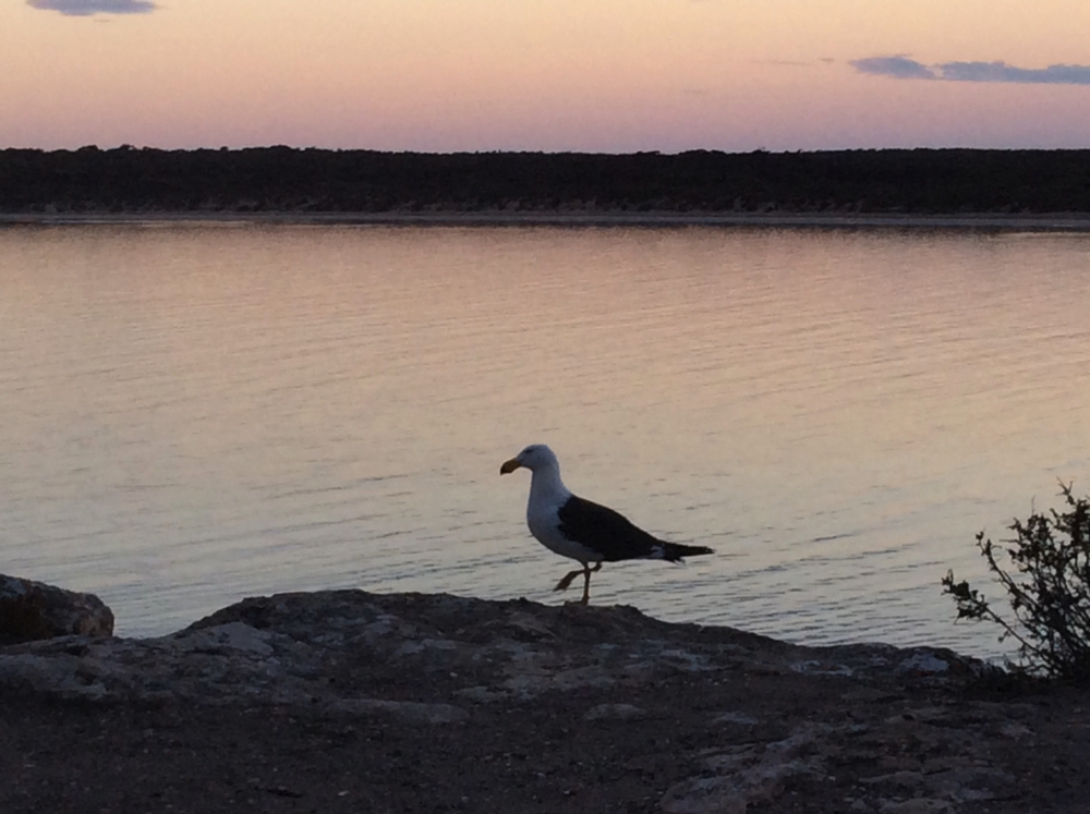 Contemplating sunset at Fisherman Point campsite. This is a Pacific Gull - a much larger bird than the Silver Gulls we are used to, but smaller then the Kelp Gull that are also on this coastline.