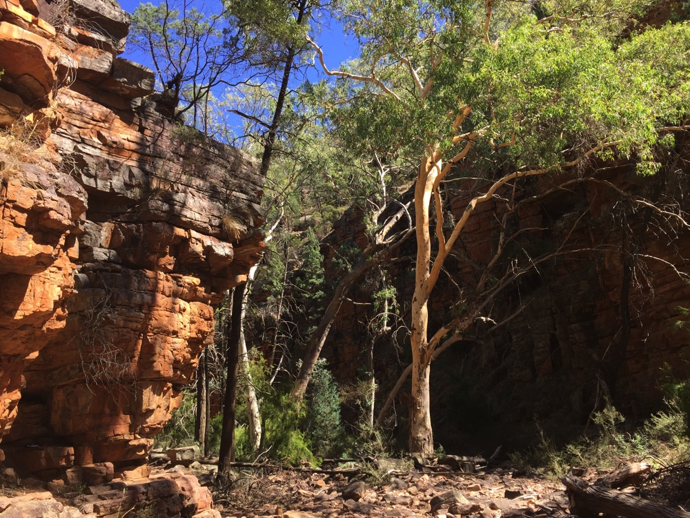 The red cliffs were quite beautiful, as were the trees growing in the gorge. Mt Remarkable