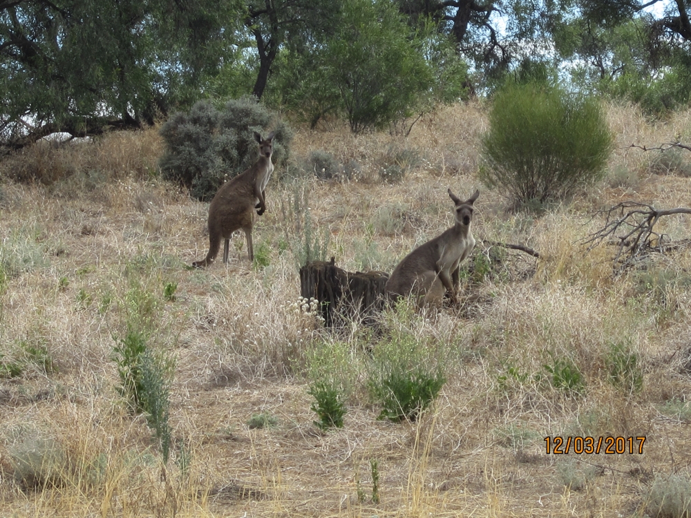 There are two types of kangaroos out here. Western Greys, which these are, and Red Kangaroos.