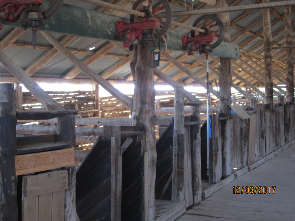 The inside of Mungo Station shearing shed. Note the wheels where the clippers received their power, and the chutes where the newly shorn sheep was pushed down to the outside.