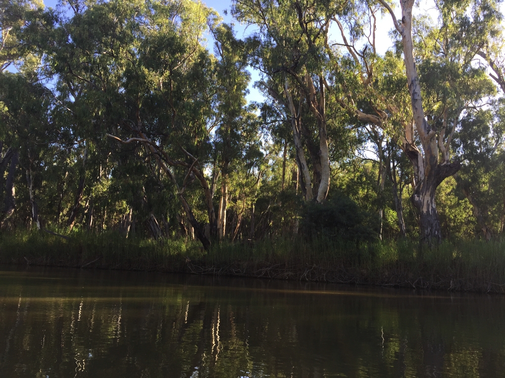 Beautiful big old River Redgums reflected in the Murray River. Barmah National Park